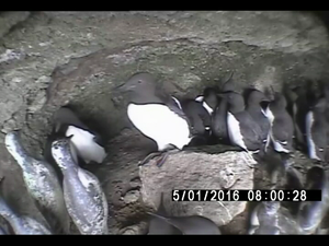 ウミガラス繁殖地内の様子