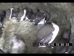 ウミガラス卵の様子