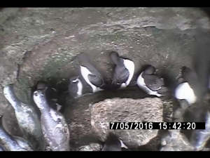 ウミガラスヒナの様子