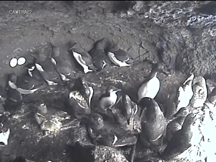 7月16日巣立ち直前のヒナ（中央）