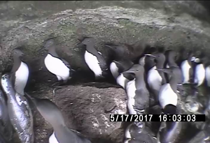 写真2：繁殖地内の様子