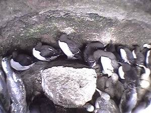 写真3：卵の様子