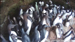 写真１：巣棚に飛来したウミガラス（4月30日撮影）