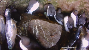 写真2：抱卵の様子（5月22日撮影）