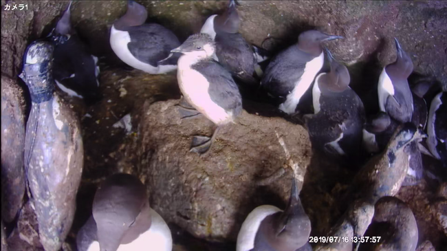 ７月16日巣立ち直前のヒナ（中央の岩の上）