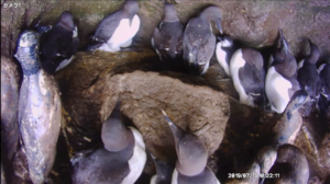 写真3：ヒナの様子（7月15日撮影）