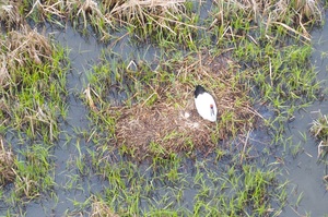 親鳥1羽と滞巣するヒナ2羽