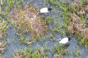 親鳥2羽の間で巣周辺を歩くヒナ2羽