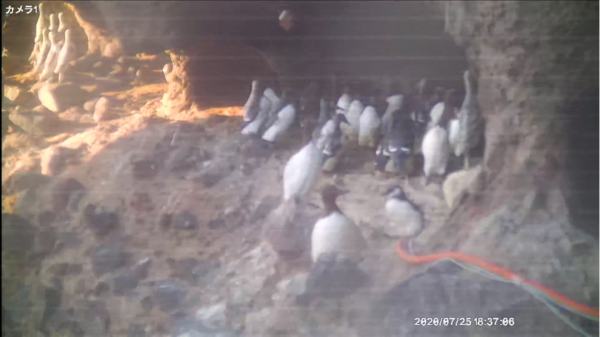 ７月25日巣立ち直前のヒナ（手前の右個体）