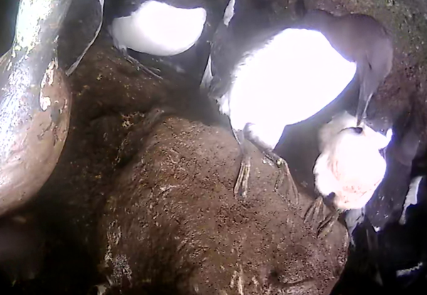 7月20日巣立ち直前のヒナ（右個体）