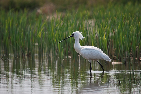 kuroturaherasagitach