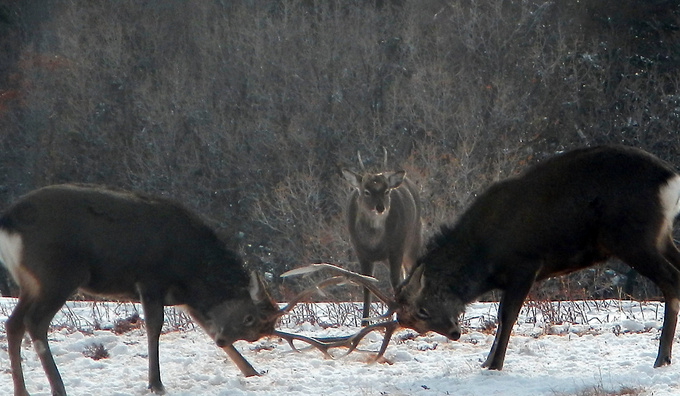 角を突き合わせて力比べをするエゾシカのオス2頭