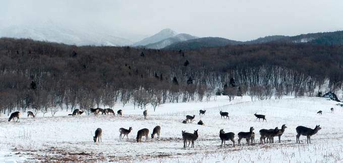 エゾシカの群れ（雄4頭、雌38頭）
