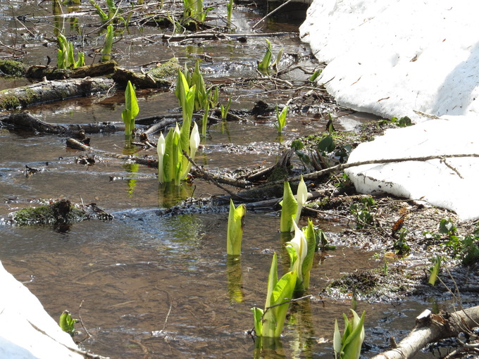 木道横の湿地のミズバショウ