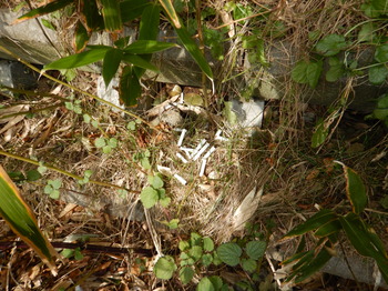 調査中に回収された煙草の吸殻などのゴミ（2015年10月撮影）