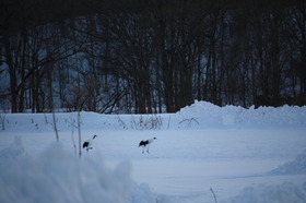 飛翔の気配を見せるタンチョウ