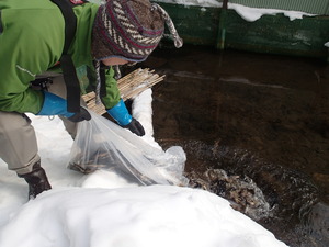 オショロコマを放流