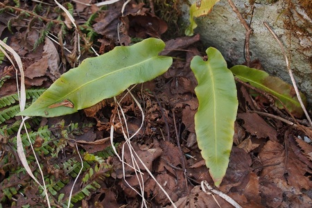 もうすこし近くで見た岩陰の植物。葉の長さは20cm以上で表面は光沢がある。(2018年4月撮影)