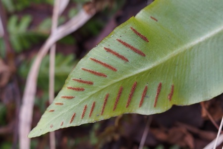 葉の裏側の葉脈上につく茶色筋(ソーラス)(2018年4月撮影)