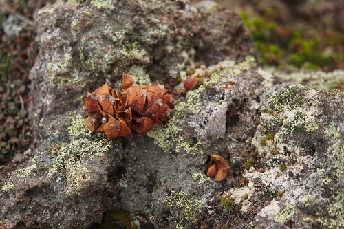 岩の上に落ちていた食べかけのハイマツの実（2019年9月撮影）