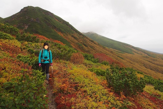 ダケカンバが黄色く色付き、山頂を覆う緑色のハイマツとの境目、森林限界の境界線がはっきりと見て取れる。（2018年9月撮影）