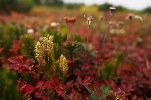 紅く染まったチングルマの絨毯の上にヒョロッとさきの尖った胞子嚢穂を出したタカネヒカゲノカズラ（2018年9月撮影）