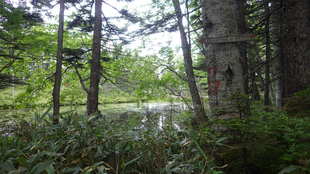 登山道の途中、三条沼