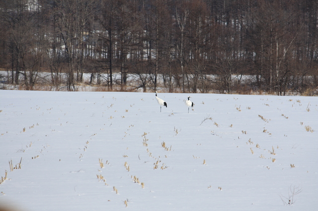 雪原にたたずむタンチョウのペア
