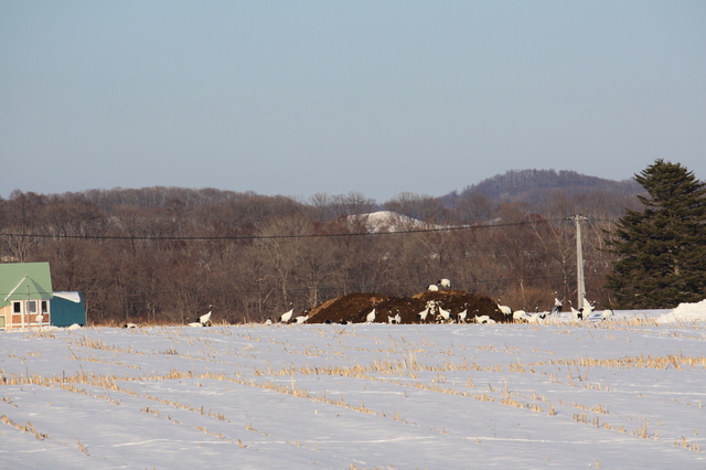 畑地の堆肥に集まるタンチョウ