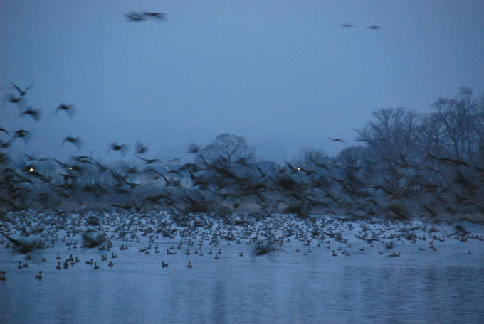 沼の奥から迫ってくるマガン