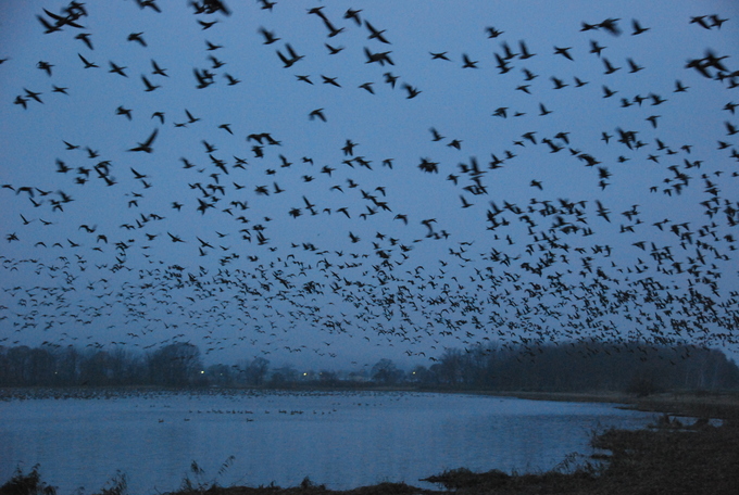 薄暗い早朝　一斉に飛び立つマガンの群