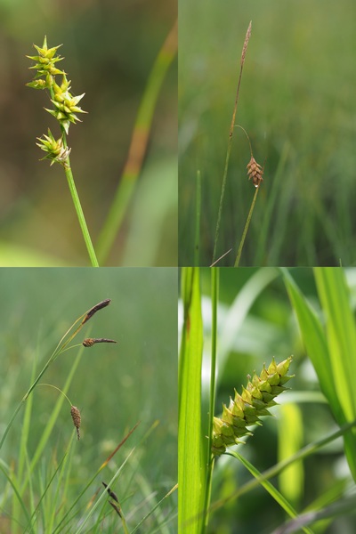 カヤツリグサ科スゲ属の紹介１（ミタケスゲ、ヤチスゲ、トマリスゲ、オニナルコスゲ）（2019年7月及び8月撮影）