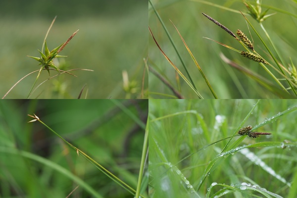 カヤツリグサ科スゲ属の紹介２（ミタケスゲ、ムジナスゲ、タカネハリスゲ、ラウススゲ）（2019年7月及び8月撮影）