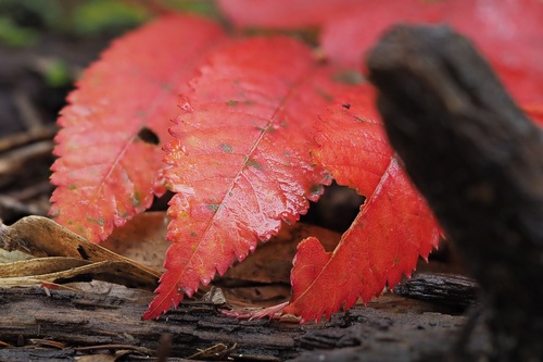 8月にてすでに赤く彩るナナカマドの葉（2019年8月撮影）