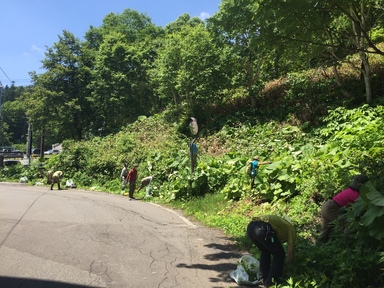 南ペトウトル登山口でイワミツバ防除