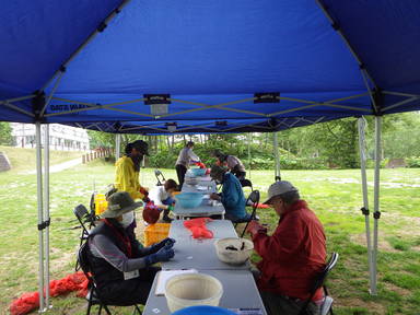 雌雄の別、抱卵などをカウント