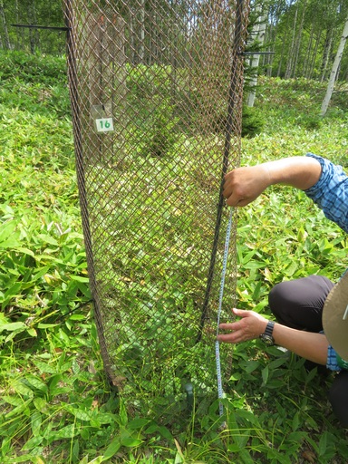 樹高を測り、樹種や生育状況を記録します。