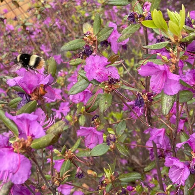 エゾオオマルハナバチ