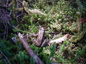 エゾアカガエル