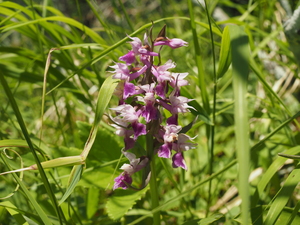 ハクサンチドリ