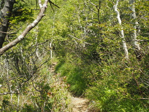 雄阿寒岳高山帯