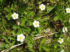 エゾノクサイチゴ