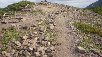 手厚く守られるコマクサ