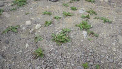 テント(?)につぶされたイワブクロ