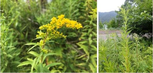 オオアワダチソウ