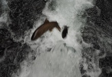 遡上するアメマス