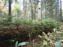 一列にならんだトドマツ・エゾマツの倒木更新