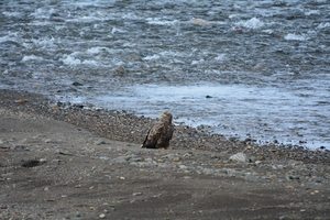 河口に座るオジロワシ