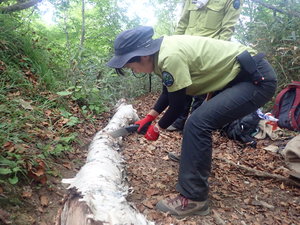 木を切る様子