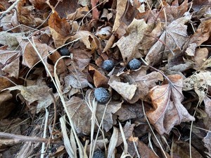 霜がついたシカの糞